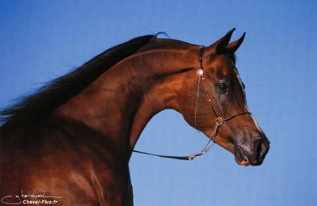 Cheval