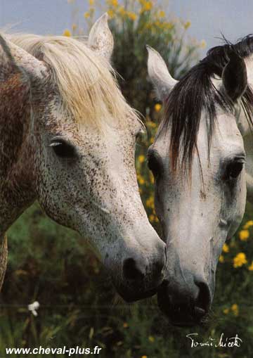 Cheval