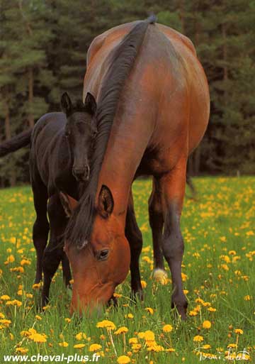 Cheval