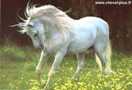 Cheval