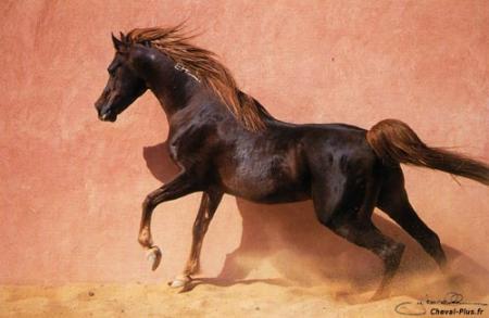 Cheval