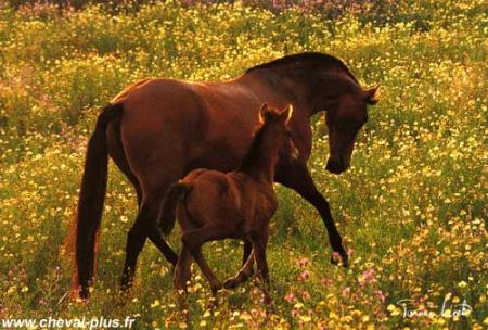 Cheval