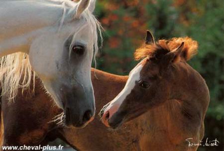 Cheval