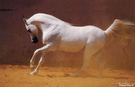 Cheval