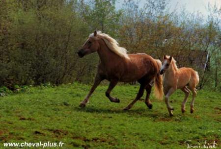 Cheval