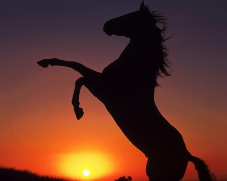 Cheval