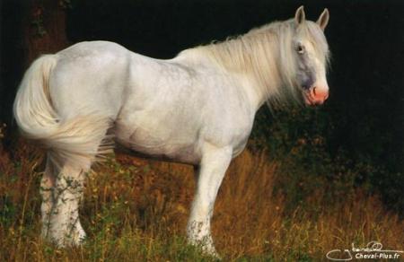 Cheval