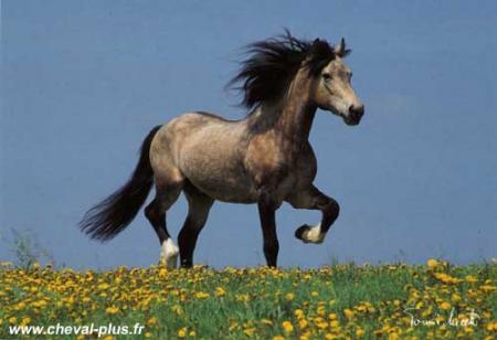 Cheval