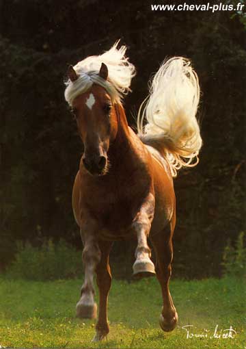 Cheval