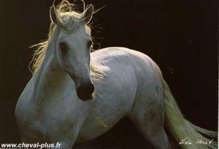 Cheval