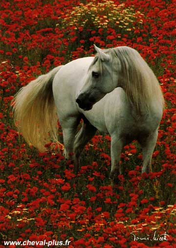 Cheval