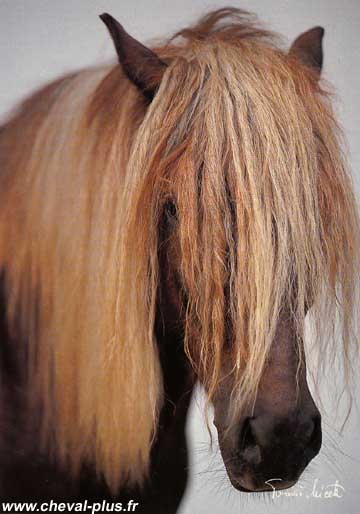 Cheval
