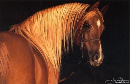 Cheval