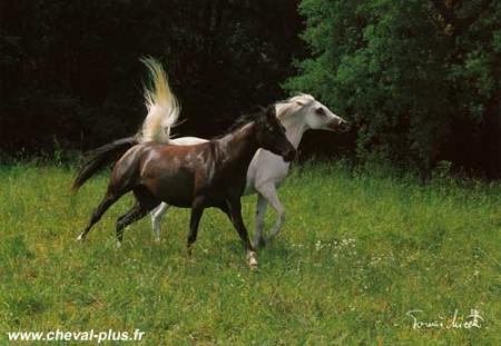 Cheval