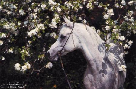 Cheval